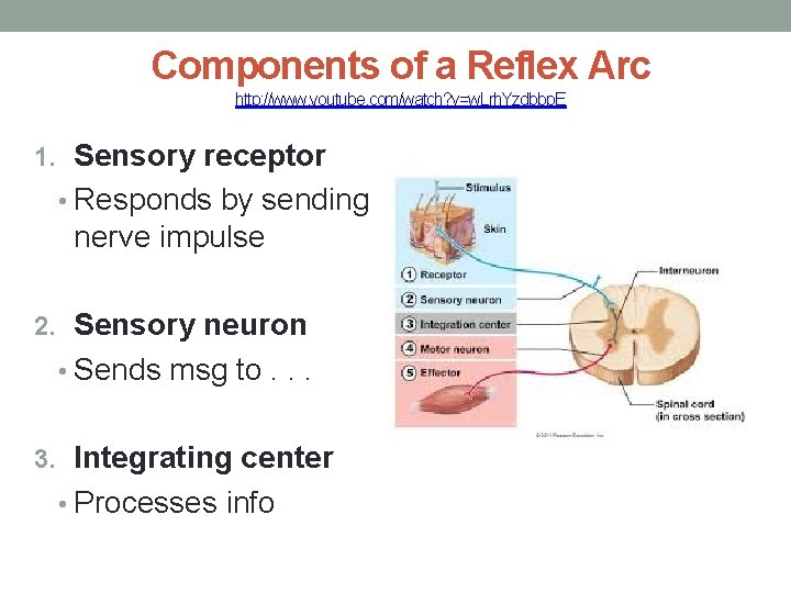 Components of a Reflex Arc http: //www. youtube. com/watch? v=w. Lrh. Yzdbbp. E 1.