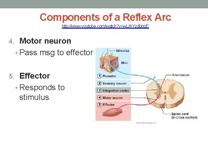 Components of a Reflex Arc http: //www. youtube. com/watch? v=w. Lrh. Yzdbbp. E 4.