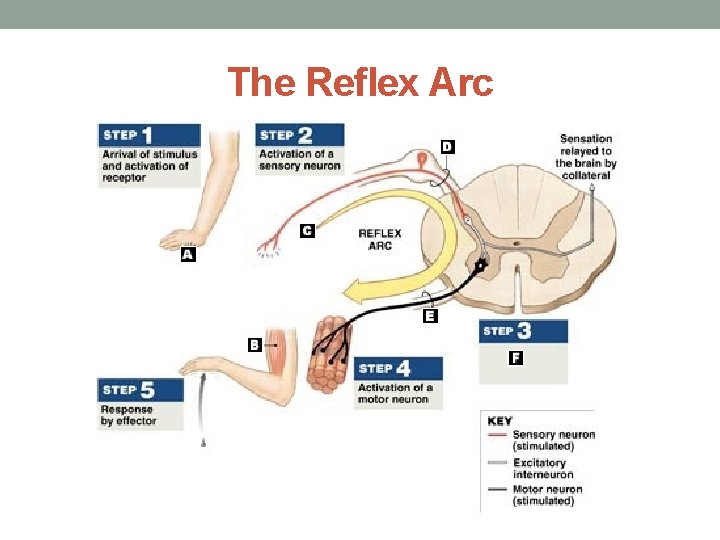 The Reflex Arc 