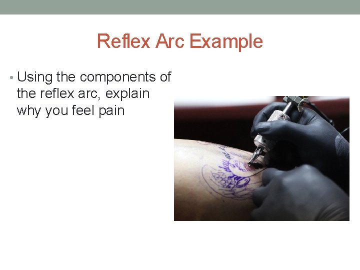 Reflex Arc Example • Using the components of the reflex arc, explain why you