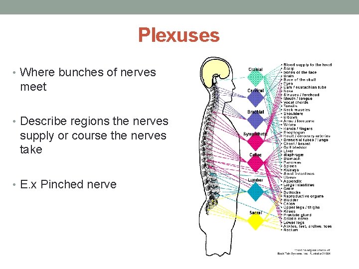 Plexuses • Where bunches of nerves meet • Describe regions the nerves supply or