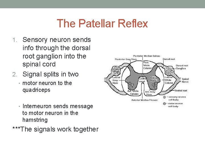 The Patellar Reflex 1. Sensory neuron sends info through the dorsal root ganglion into