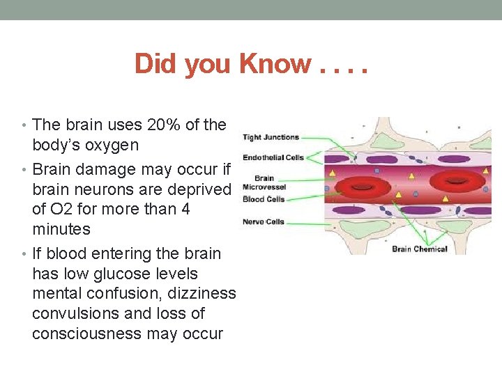 Did you Know. . • The brain uses 20% of the body’s oxygen •