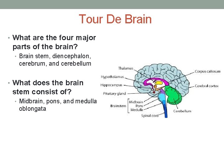 Tour De Brain • What are the four major parts of the brain? •