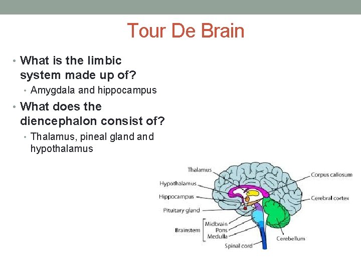 Tour De Brain • What is the limbic system made up of? • Amygdala