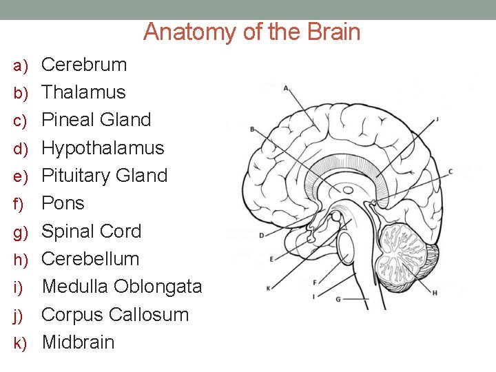 Anatomy of the Brain a) Cerebrum b) Thalamus c) Pineal Gland d) Hypothalamus e)