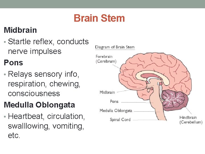 Brain Stem Midbrain • Startle reflex, conducts nerve impulses Pons • Relays sensory info,