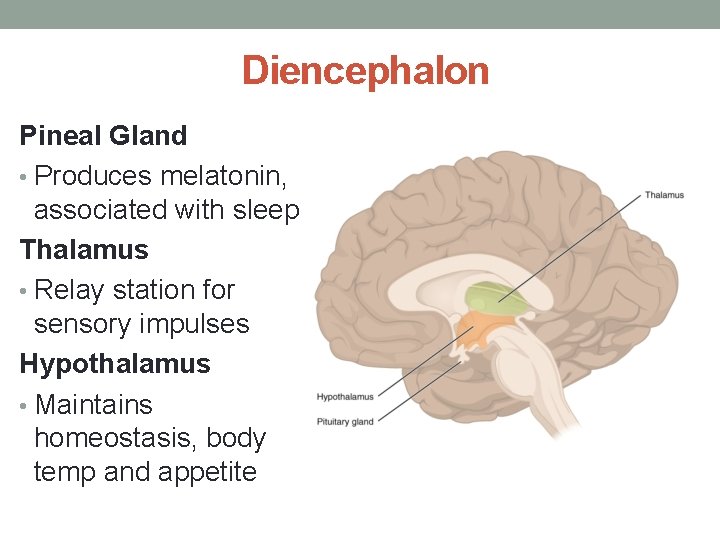 Diencephalon Pineal Gland • Produces melatonin, associated with sleep Thalamus • Relay station for