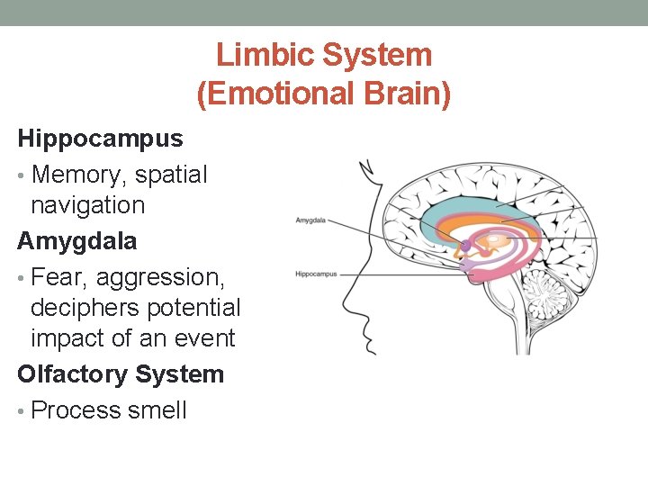 Limbic System (Emotional Brain) Hippocampus • Memory, spatial navigation Amygdala • Fear, aggression, deciphers
