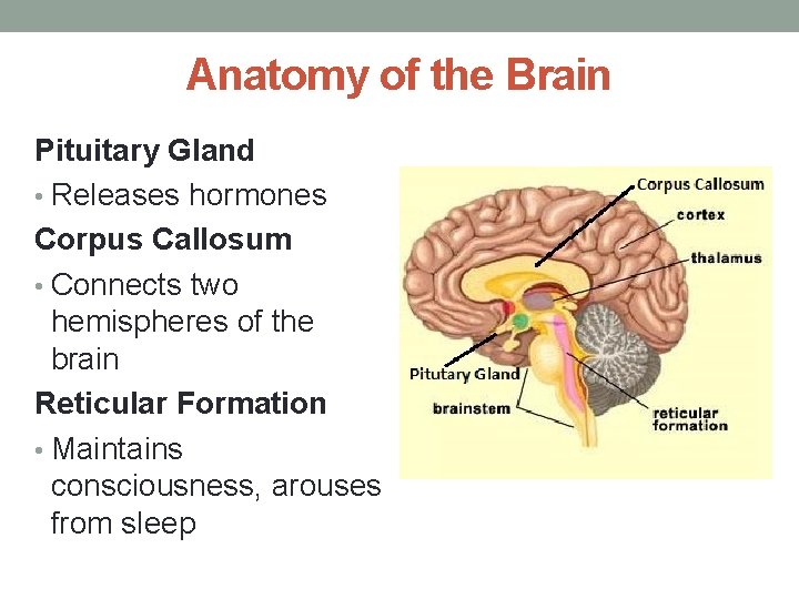 Anatomy of the Brain Pituitary Gland • Releases hormones Corpus Callosum • Connects two