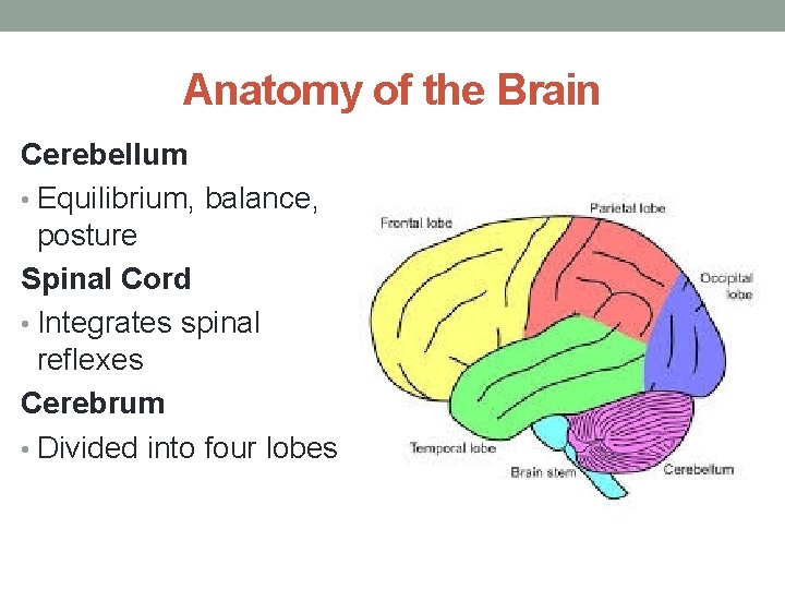 Anatomy of the Brain Cerebellum • Equilibrium, balance, posture Spinal Cord • Integrates spinal