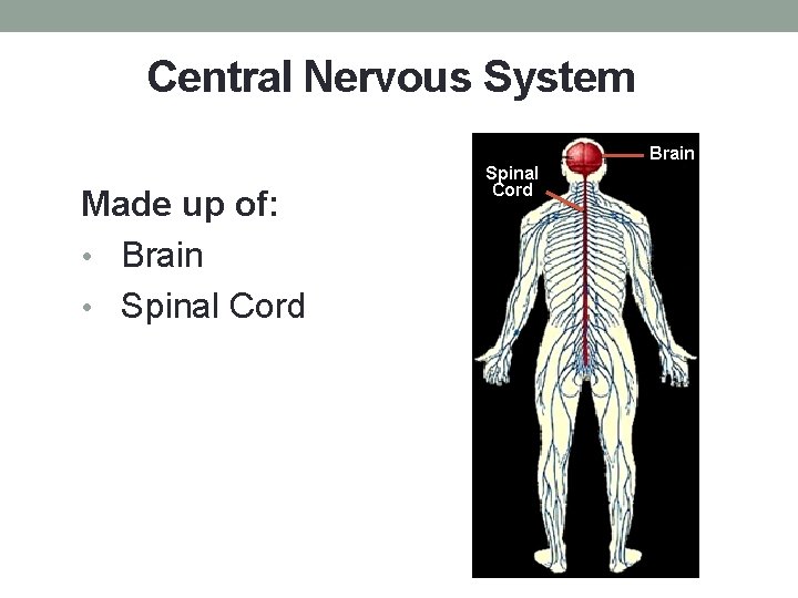 Central Nervous System Made up of: • Brain • Spinal Cord Brain 