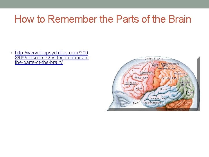 How to Remember the Parts of the Brain • http: //www. thepsychfiles. com/200 8/09/episode-72