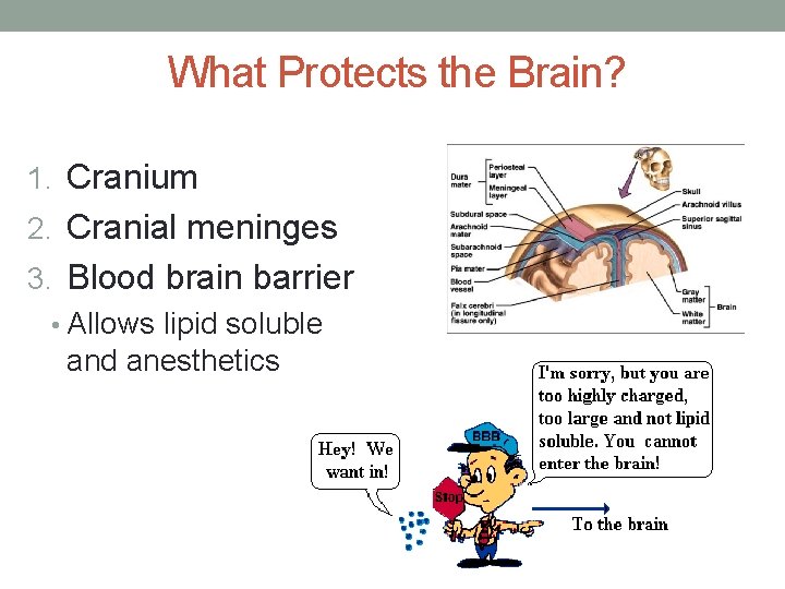 What Protects the Brain? 1. Cranium 2. Cranial meninges 3. Blood brain barrier •
