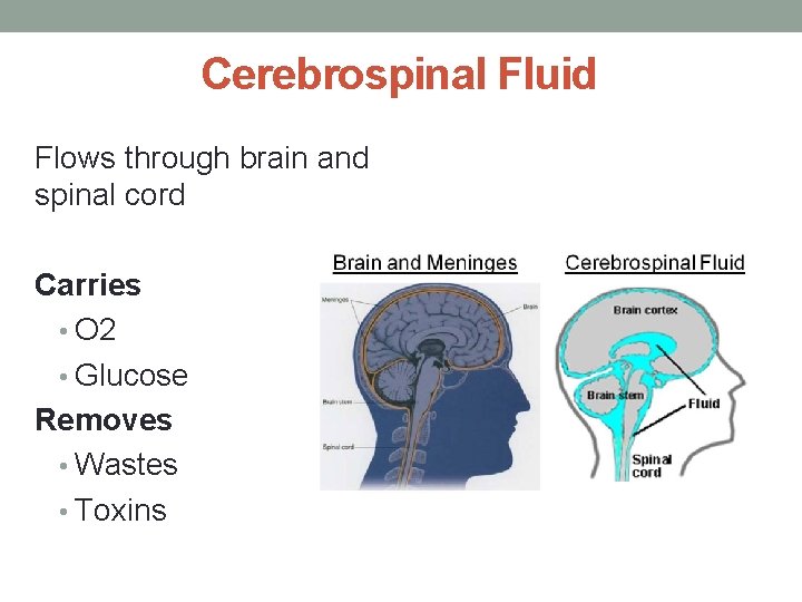 Cerebrospinal Fluid Flows through brain and spinal cord Carries • O 2 • Glucose