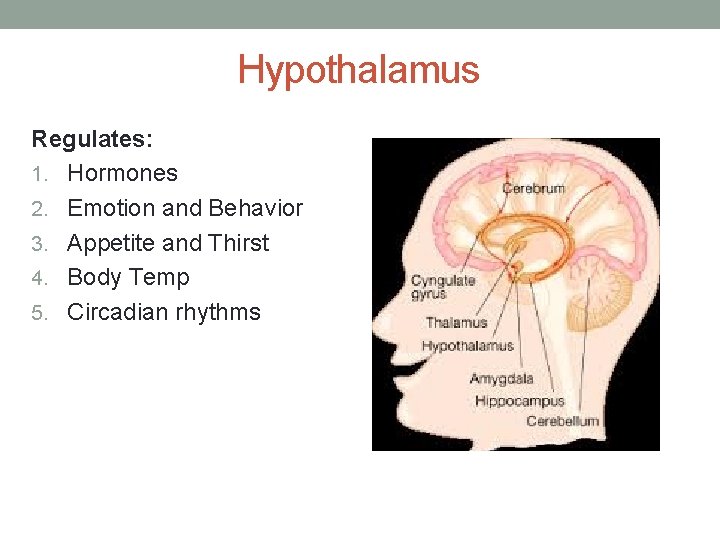 Hypothalamus Regulates: 1. Hormones 2. Emotion and Behavior 3. Appetite and Thirst 4. Body