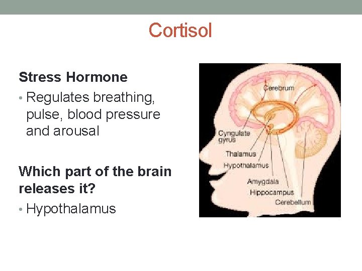 Cortisol Stress Hormone • Regulates breathing, pulse, blood pressure and arousal Which part of