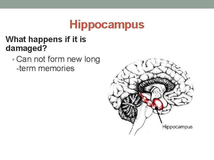 Hippocampus What happens if it is damaged? • Can not form new long -term