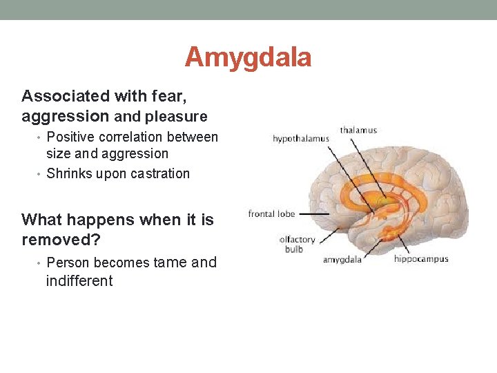 Amygdala Associated with fear, aggression and pleasure • Positive correlation between size and aggression