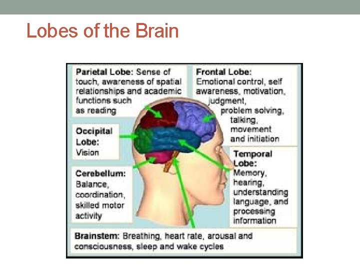 Lobes of the Brain 