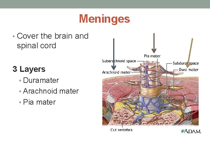 Meninges • Cover the brain and spinal cord 3 Layers • Duramater • Arachnoid