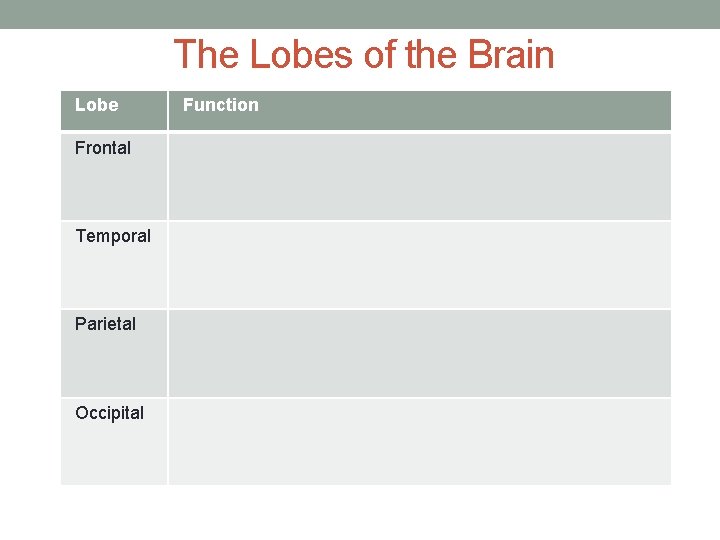 The Lobes of the Brain Lobe Frontal Temporal Parietal Occipital Function 