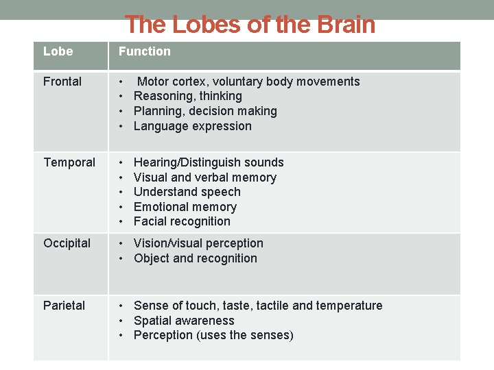 The Lobes of the Brain Lobe Function Frontal • Motor cortex, voluntary body movements