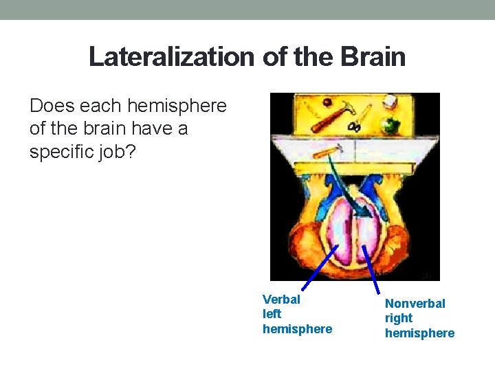 Lateralization of the Brain Does each hemisphere of the brain have a specific job?