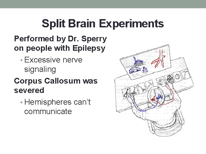 Split Brain Experiments Performed by Dr. Sperry on people with Epilepsy • Excessive nerve