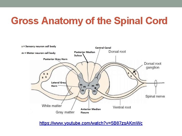 Gross Anatomy of the Spinal Cord https: //www. youtube. com/watch? v=5 B 87 zs.