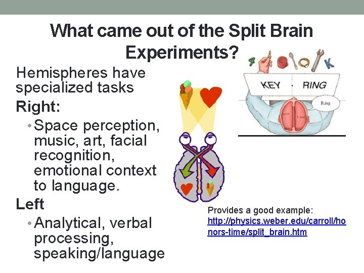 What came out of the Split Brain Experiments? Hemispheres have specialized tasks Right: •