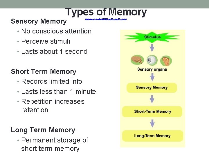 Types of Memory Sensory Memory • No conscious attention • Perceive stimuli • Lasts