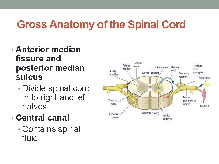 Gross Anatomy of the Spinal Cord • Anterior median fissure and posterior median sulcus