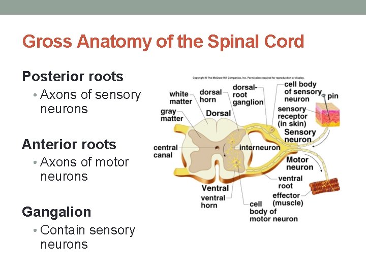Gross Anatomy of the Spinal Cord Posterior roots • Axons of sensory neurons Anterior