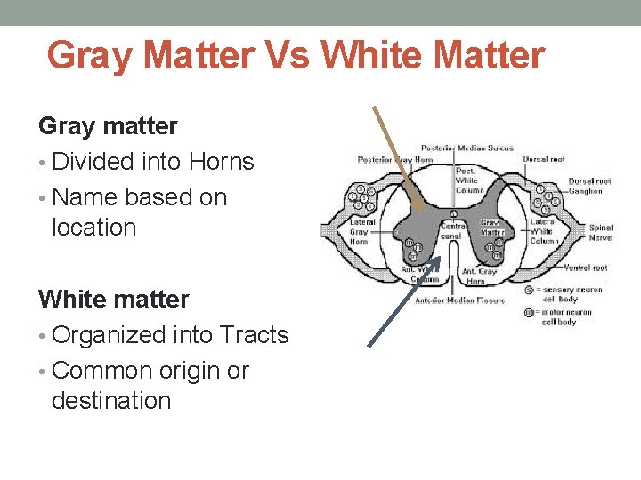 Gray Matter Vs White Matter Gray matter • Divided into Horns • Name based