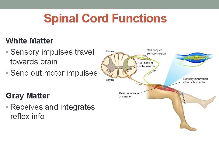 Spinal Cord Functions White Matter • Sensory impulses travel towards brain • Send out