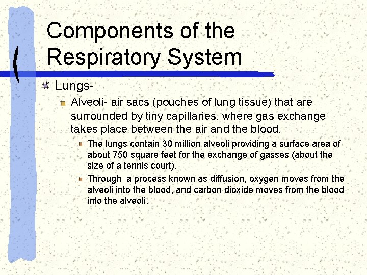 Components of the Respiratory System Lungs. Alveoli- air sacs (pouches of lung tissue) that