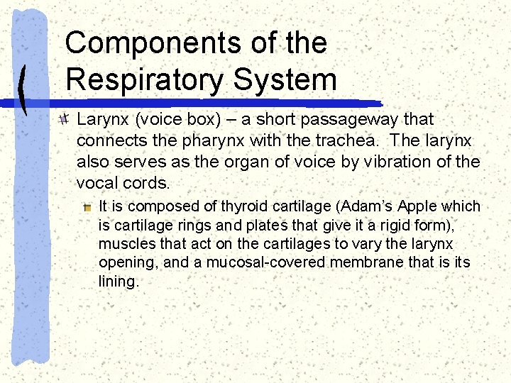 Components of the Respiratory System Larynx (voice box) – a short passageway that connects