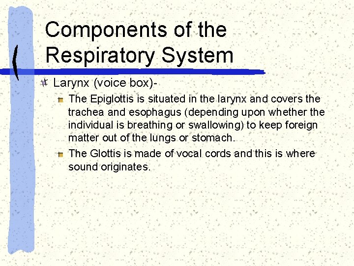 Components of the Respiratory System Larynx (voice box)The Epiglottis is situated in the larynx