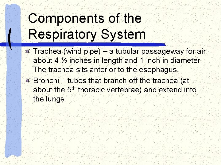 Components of the Respiratory System Trachea (wind pipe) – a tubular passageway for air