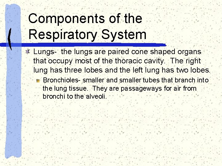 Components of the Respiratory System Lungs- the lungs are paired cone shaped organs that