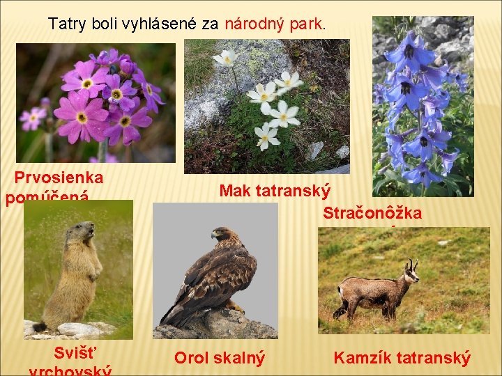 Tatry boli vyhlásené za národný park. Prvosienka pomúčená Svišť Mak tatranský Stračonôžka tatranská Orol