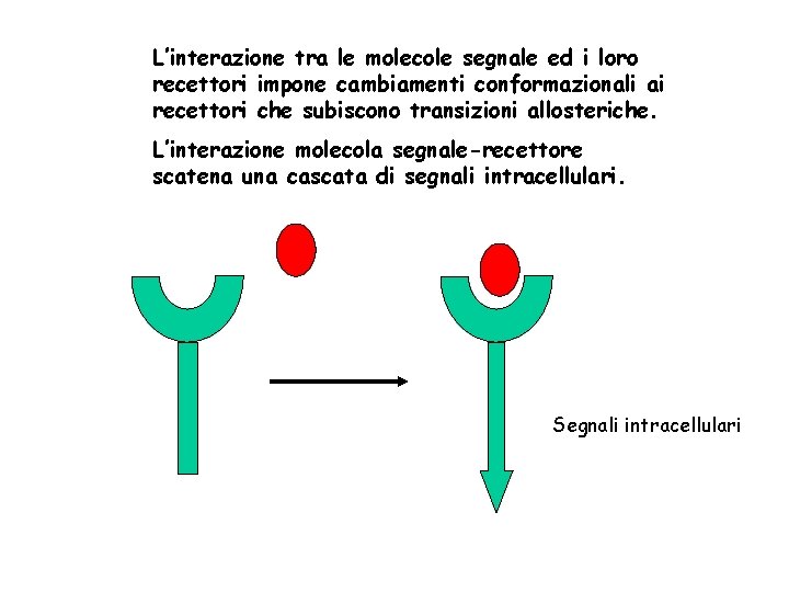 L’interazione tra le molecole segnale ed i loro recettori impone cambiamenti conformazionali ai recettori