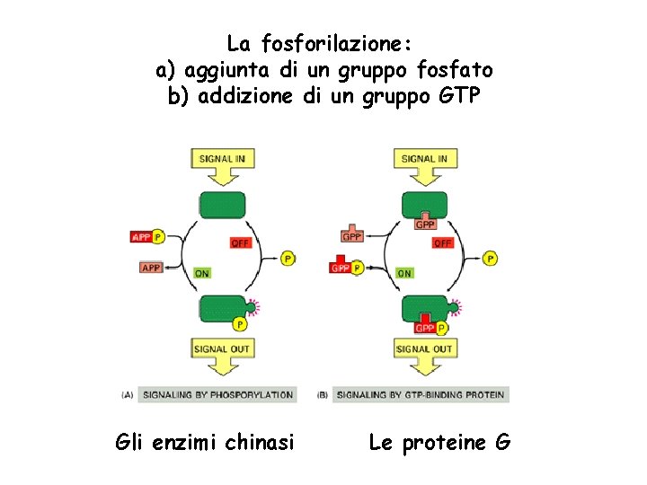 La fosforilazione: a) aggiunta di un gruppo fosfato b) addizione di un gruppo GTP