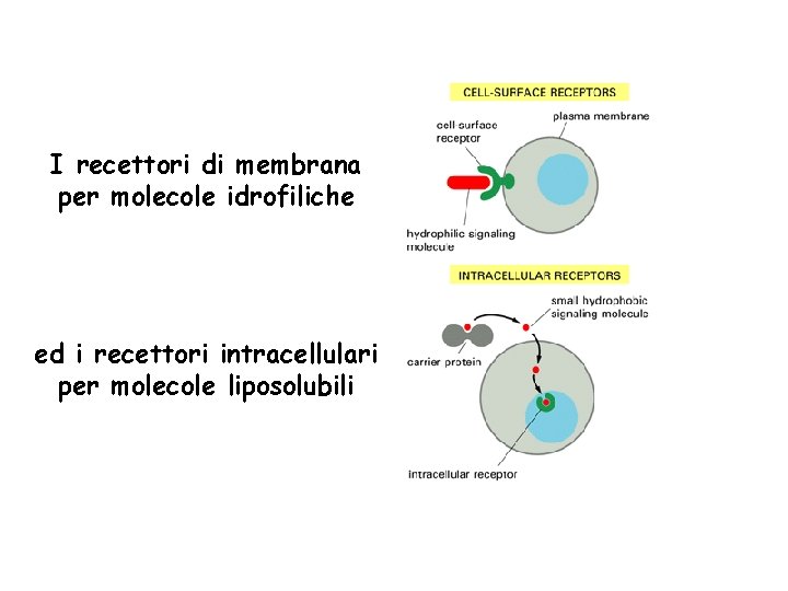 I recettori di membrana per molecole idrofiliche ed i recettori intracellulari per molecole liposolubili
