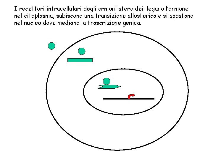 I recettori intracellulari degli ormoni steroidei: legano l’ormone nel citoplasma, subiscono una transizione allosterica