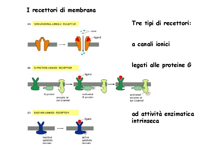 I recettori di membrana Tre tipi di recettori: a canali ionici legati alle proteine