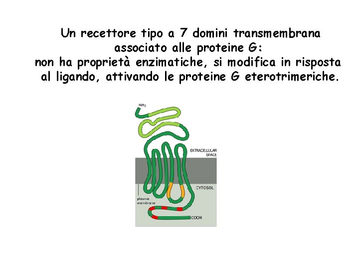 Un recettore tipo a 7 domini transmembrana associato alle proteine G: non ha proprietà