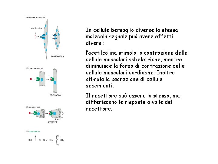 In cellule bersaglio diverse la stessa molecola segnale può avere effetti diversi: l’acetilcolina stimola