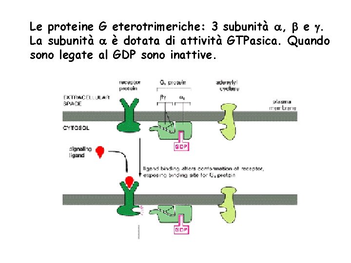 Le proteine G eterotrimeriche: 3 subunità a, b e g. La subunità a è